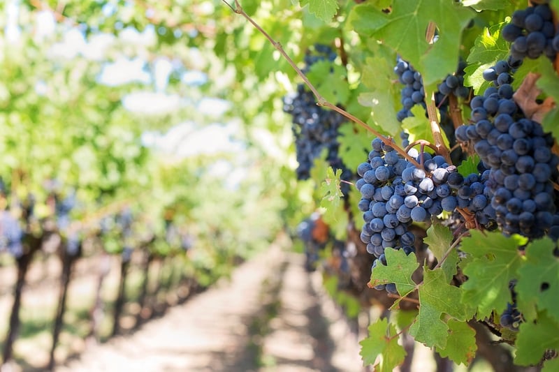 Fruit Cultivation