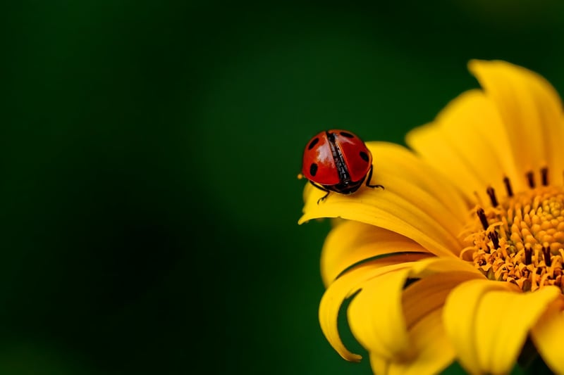 Ladybug insect