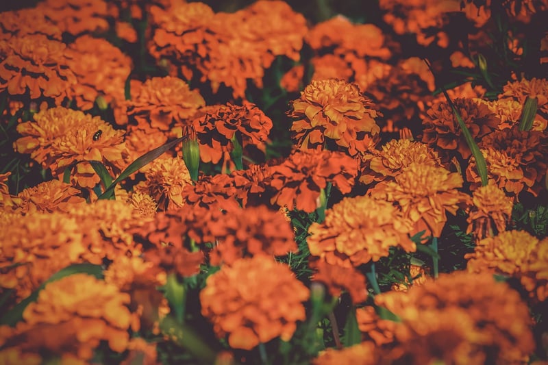 Marigold flowers